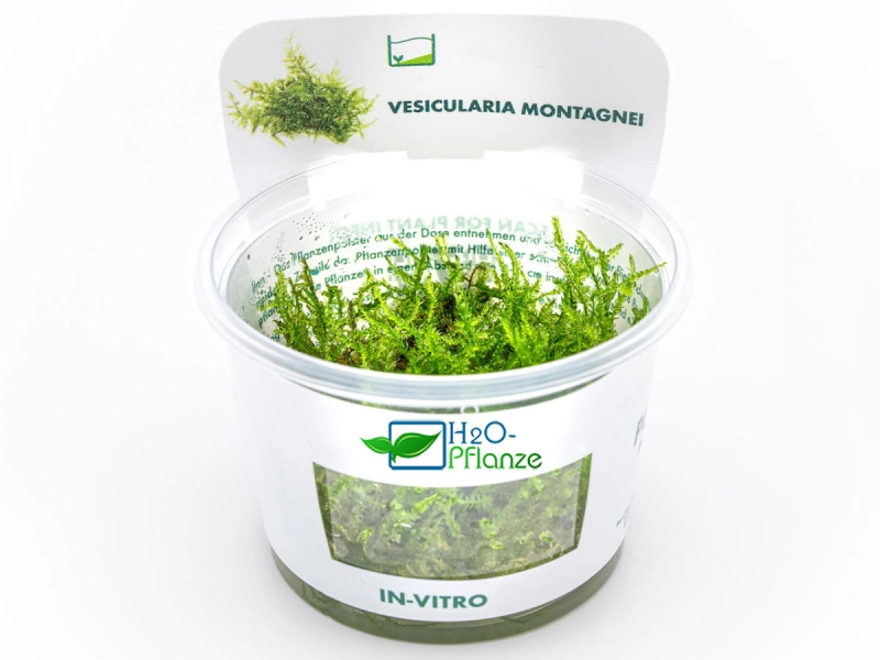 Weihnachtsbaum-Moos - Vesicularia montagnei in vitro